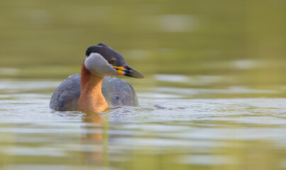 Red-necked grebe at the small lake in spring