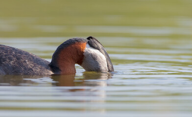 Red-necked grebe at the small lake in spring