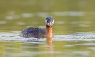 Red-necked grebe at the small lake in spring