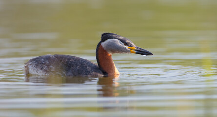 Red-necked grebe at the small lake in spring