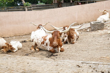A group of large-horned cattle resting on a sandy ground in an outdoor enclosure. Their long,...