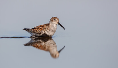 Dunlin - adult bird at a wetland on the spring migration 