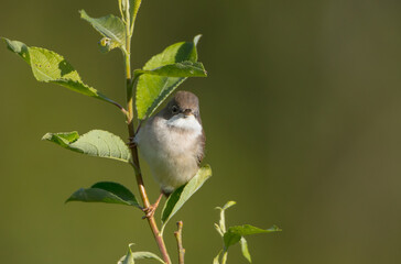 Common whitethroat - at a wet forest in spring