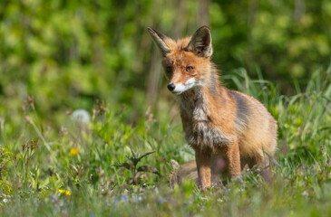 Red fox - in the wet forest in spring