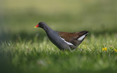 The common moorhen - adult bird in spring