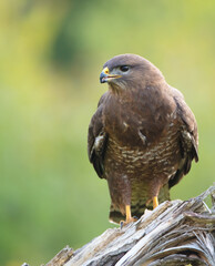 Fototapeta premium Common Buzzard in spring at a wet forest
