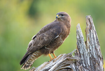 Common Buzzard in spring at a wet forest