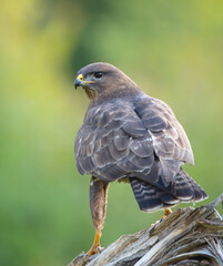 Common Buzzard in spring at a wet forest