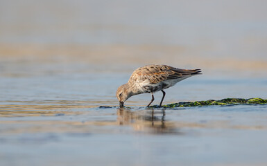 Dunlin - at a seashore on the autumn migration way
