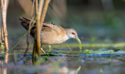 Little Crake - female feeding at a wetland 