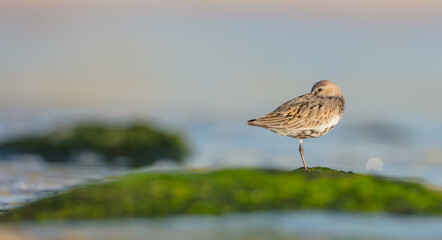 Dunlin - at a seashore on the autumn migration way