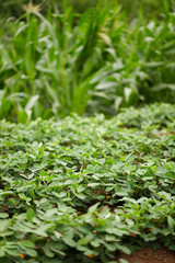 Peanuts growing in a peanut field