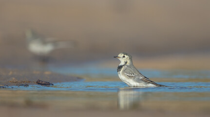 The White Wagtail - adult bird at a seashore on the autumn migration way