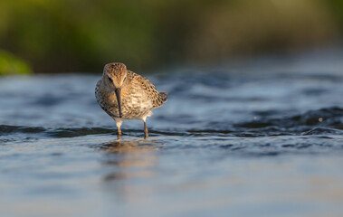 Dunlin - at a seashore on the autumn migration way