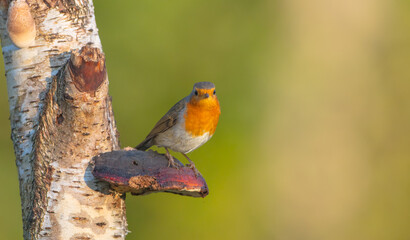 The European robin - at the wet forest in autumn