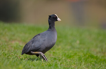 Eurasian coot - adult bird in spring