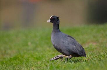 Eurasian coot - adult bird in spring
