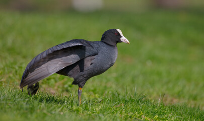 Eurasian coot - adult bird in spring
