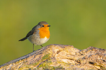 The European robin - at the wet forest in autumn