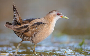 Little Crake - female feeding at a wetland 