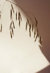 Dry reeds plant branch and shadow on beige background  template with copy space. Floral card.Neutral colors elegant minimalist aesthetic poster. Mocha Mousse pantone color 2025