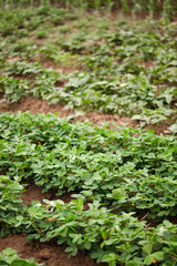 Peanuts growing in a peanut field