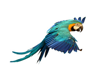 Colorful flying Blue and Gold Macaw parrot isolated on transparent background png file