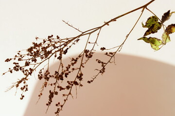 Dry pampas grass branch on abstract beige pink background close up. Plant texture. Scandinavian minimalistic  home design poster.Floral card. Aestjetic poster.