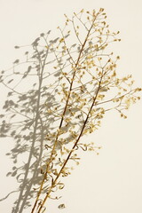 Dry pampas grass and shadow frame neutral beige color background close up. Plant texture. Botanical  poster, 