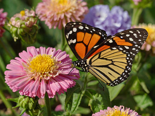 Obraz premium monarch butterfly in garden