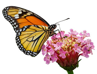 red butterfly on flower