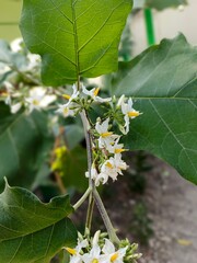 4. takokak (solanum torvum) tree flowers