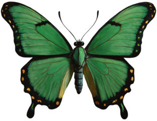 green butterfly isolated