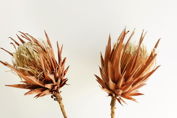 Dried exotic flowers Protea on white background close up . poster. minimal floral card