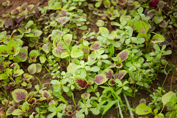 Freshly grown amaranth in farmland