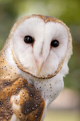 Tranquil Barn Owl Portrayal