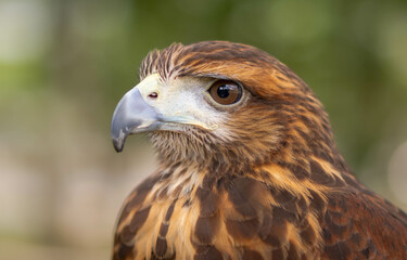 Hawk's Intense Stare Captured