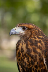 Regal Raptor in Stunning Detail