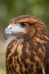 close up of a hawk