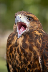 Captivating Raptor Vocalizing