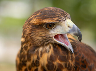 Captivating Raptor Closeup