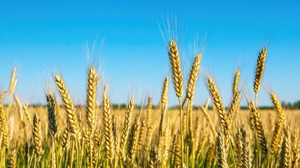 Fototapeta premium A field of rye with a clear blue sky overhead, capturing the beauty of agricultural landscapes.