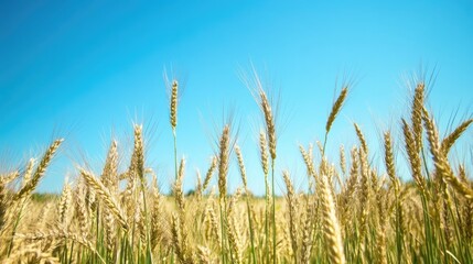 Fototapeta premium A field of rye with a clear blue sky overhead, capturing the beauty of agricultural landscapes.