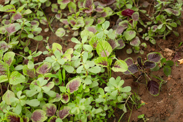 Freshly grown amaranth in farmland