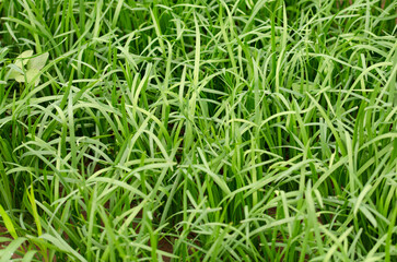 Planting leeks in the farmland