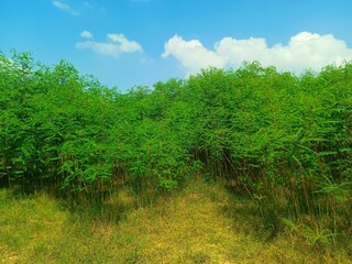 grass and blue sky