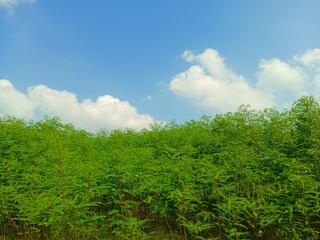 green grass and blue sky