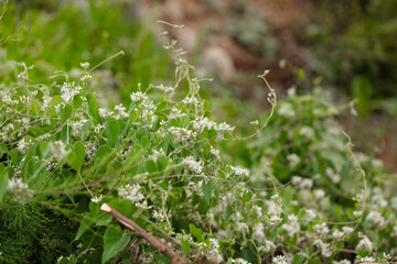 Wild goose down vine plant