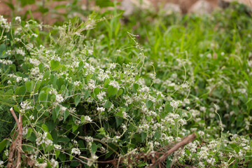 Wild goose down vine plant