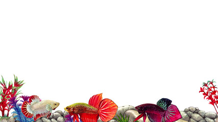 red betta siamese wild bettas horizontal frame watercolor painting hand-drawn illustration